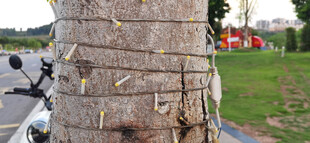 树干上缠绕串灯的景象