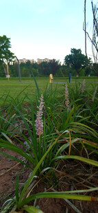 田野风光中的绿色麦冬