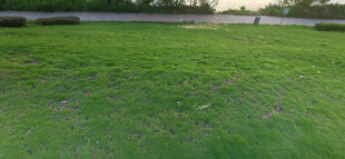 翠绿平整宽广的草坪景观