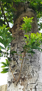 仰拍古老树干上的翠绿枝叶