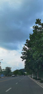 阴天公路旁的绿树景观