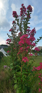 野外绽放的艳丽红花朵