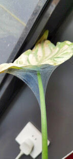 绿叶与叶片上的丝网特写