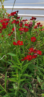 公园盛放的艳丽红色石竹花