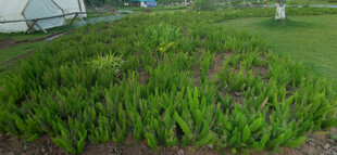 狐尾天门冬种植绿地景观