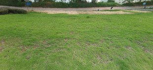 户外开阔绿草地场景