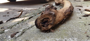 地面上的枯木截面