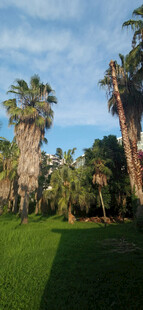 热带风光中的葱郁棕榈树