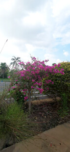 路边盛放的粉色绚烂花卉