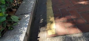 路边光影斑驳的人行道