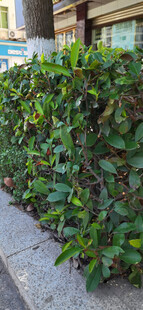 路边翠绿繁茂的绿植景观