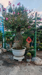 繁花盆景