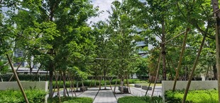 城市中的静谧绿树景观