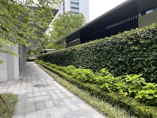 城市中的静谧绿植小道