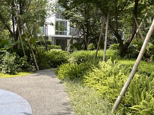 林间幽径旁的绿植与小屋