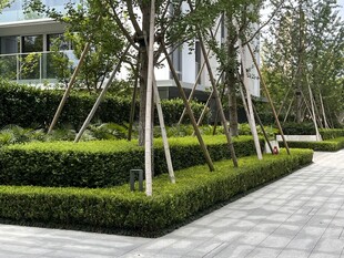 现代园林景观中的整齐绿植