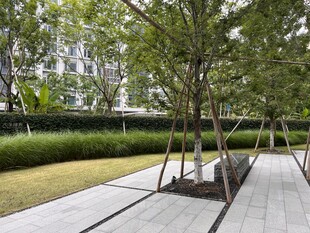 城市公园中的树木与步道