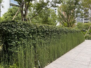 绿植环绕的整洁步道