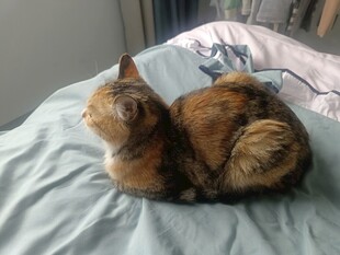 慵懒猫咪趴卧在床上