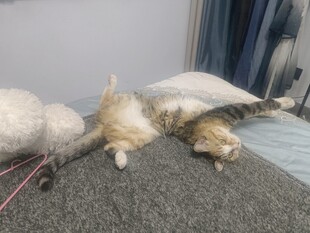 猫咪惬意躺卧在柔软床铺