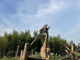 户外长颈鹿
