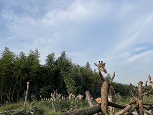 户外长颈鹿