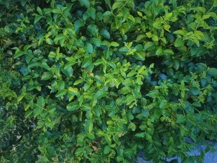 翠绿繁茂的植物墙