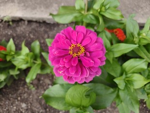 娇艳粉色花朵绽放