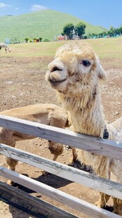 围栏边可爱的骆驼