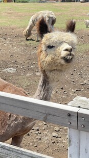 围栏边的可爱羊驼