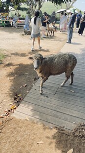 户外行走的灰色野猪