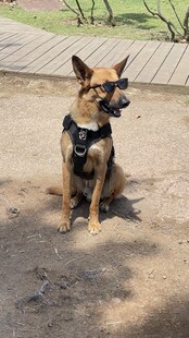 坐着的帅气德国牧羊犬