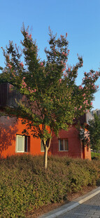 红房旁的葱郁树木