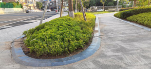 圆形花坛与绿植景观