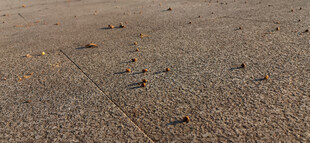 阳光照射地面与掉落的果实