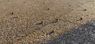 阳光照射地面与掉落的黄桷树果实