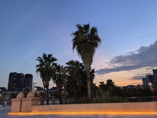 黄昏下的城市棕榈树景观