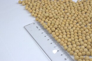 黄豆颗粒展示与尺寸测量
