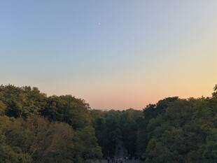 黄昏下的茂密森林景观