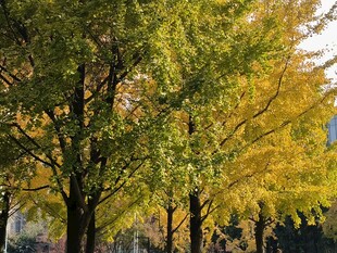 秋日银杏树林美景