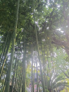 阳光洒落的清幽竹林