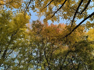 秋日斑斓树林美景