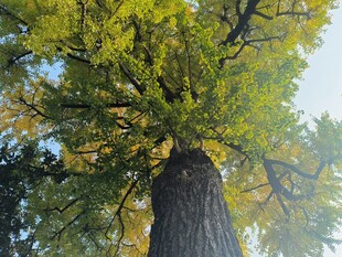 高大银杏树