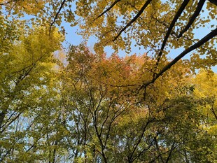 秋日斑斓树梢美景