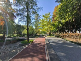 秋日林间的静谧彩色步道