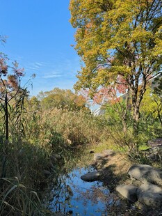 秋日溪边风景