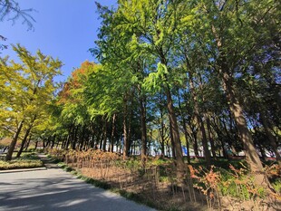 秋日林间小路景色