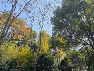 秋日斑斓树林景观