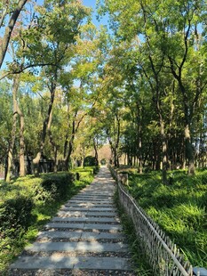 林间石板路 静谧自然景