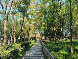 林间漫步小道 绿意盎然